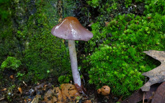 Bolbitius reticulatus
