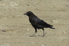 Corvus brachyrhynchos