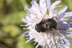 Eristalis intricaria