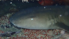 Ginglymostoma cirratum