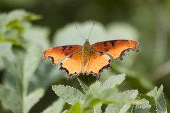Polygonia haroldii