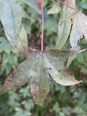Acer pseudoplatanus