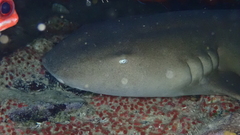 Ginglymostoma cirratum