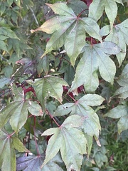 Acer pseudoplatanus