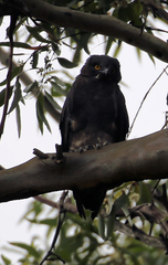 Macheiramphus alcinus anderssoni