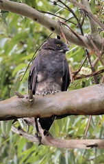 Macheiramphus alcinus anderssoni