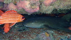 Ginglymostoma cirratum