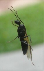 Camponotus