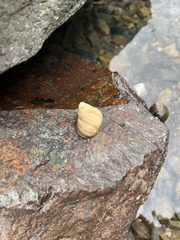 Littorina