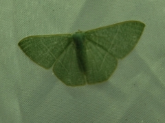Pelagodes antiquadraria