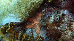 Oreaster clavatus