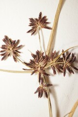 Cyperus fuscus