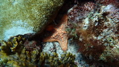 Oreaster clavatus
