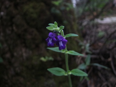 Scutellaria dumetorum
