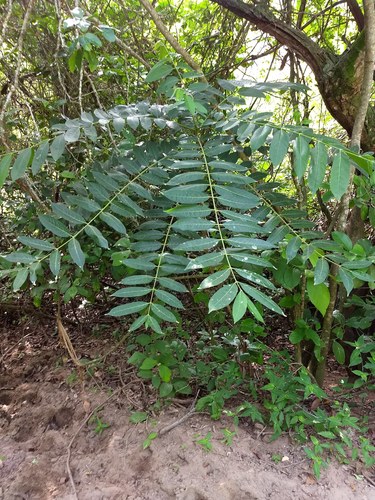 Cedrela odorata