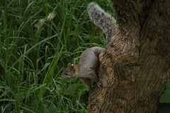 Sciurus aureogaster