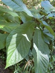 Aesculus parviflora