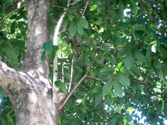 Lagerstroemia speciosa