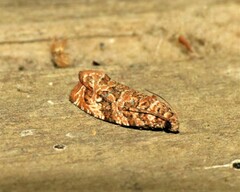 Phaecasiophora niveiguttana