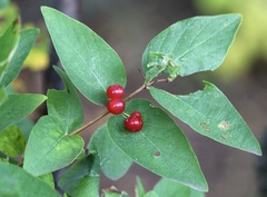 Lonicera