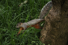 Sciurus aureogaster