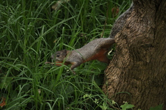 Sciurus aureogaster