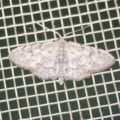 Idaea violacearia