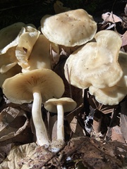 Physalacriaceae
