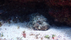 Scorpaena laevis