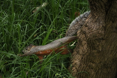 Sciurus aureogaster