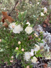 Myrtus