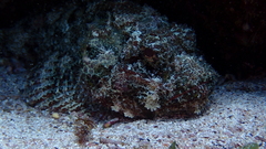 Scorpaena laevis