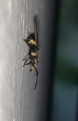 Myrma
