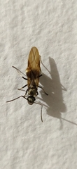 Myrma