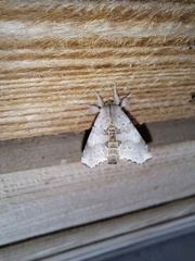 Olceclostera seraphica