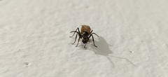 Myrma