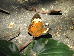 Cupha erymanthis lotis