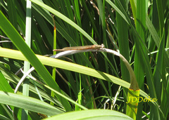 Oxyagrion rubidum