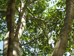 Triadica cochinchinensis