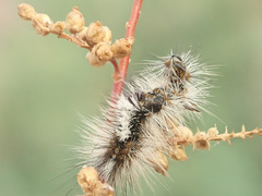 Diacrisia purpurata