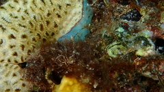 Palythoa caribaeorum