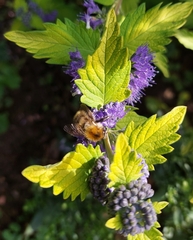 Caryopteris × clandonensis