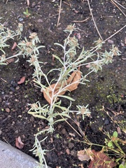 Gnaphalium uliginosum