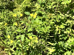 Oenothera parviflora