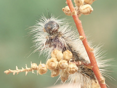 Diacrisia purpurata