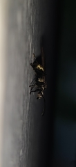 Myrma
