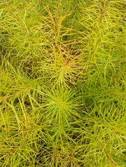 Amsonia hubrichtii