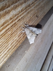 Olceclostera seraphica