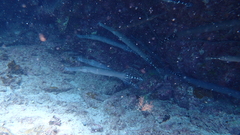 Aulostomus strigosus