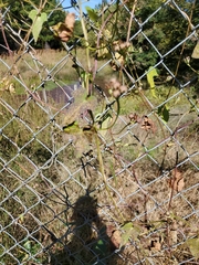 Ipomoea grandifolia